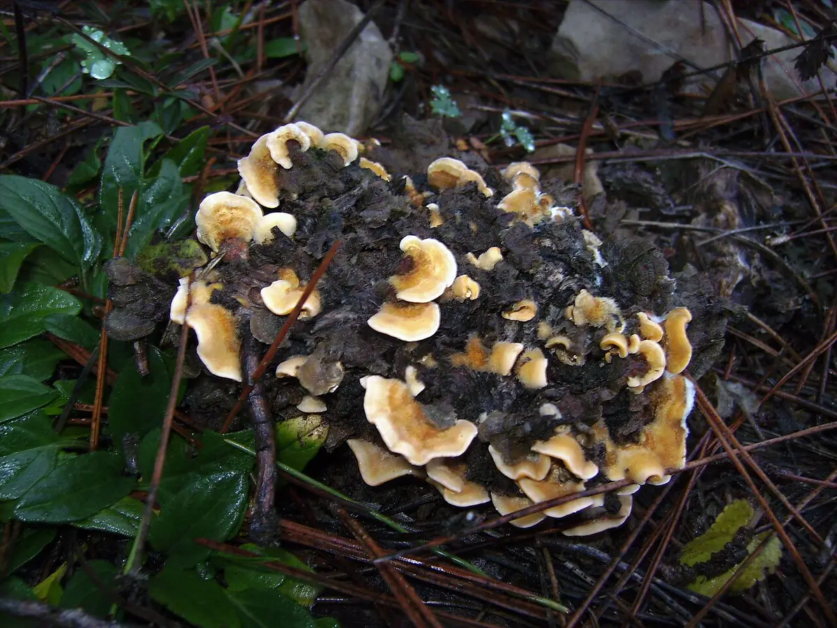 Skórnik szorstki (Stereum hirsutum) — zdjęcie 1 z 4