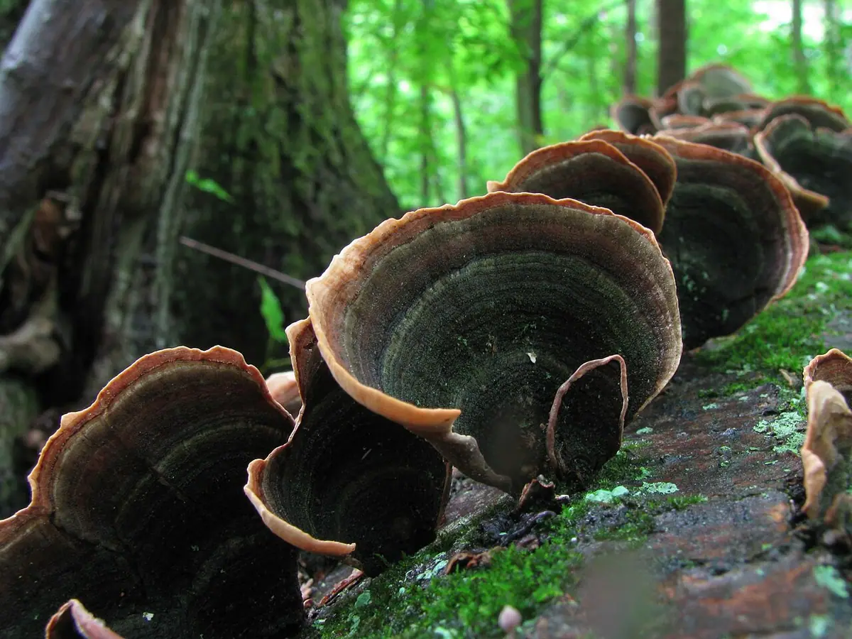 Skórnik wielobarwny (Stereum ostrea) — zdjęcie 1 z 4