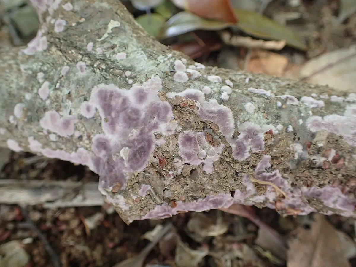 Skórnikowiec purpurowy (Porostereum crassum) — zdjęcie 1 z 4