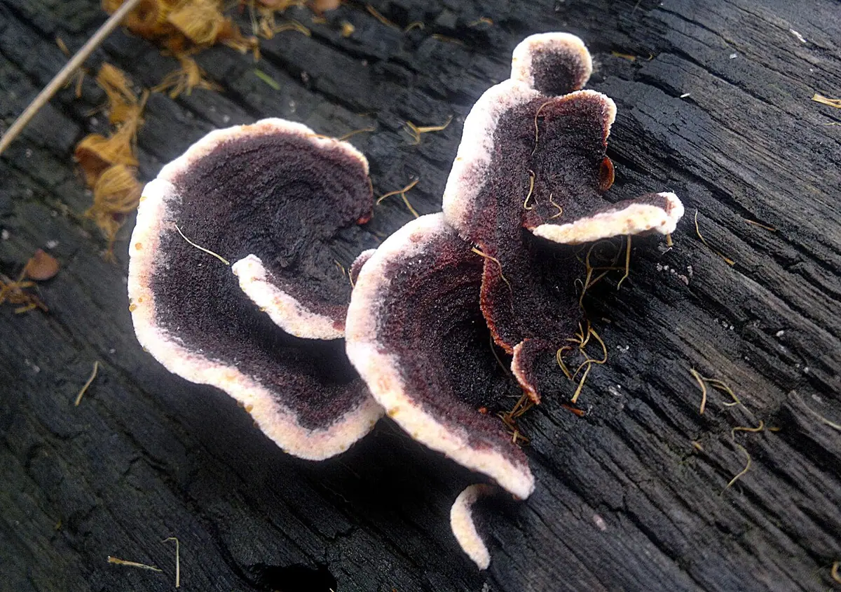 Skórnikówka białobrązowa (Laxitextum bicolor) — zdjęcie 1 z 4