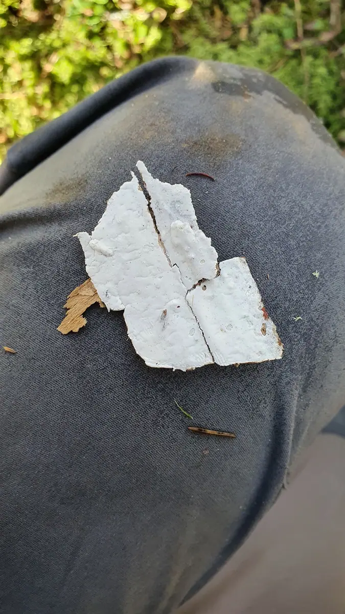 Skórobłonka biaława (Amylocorticium cebennense)