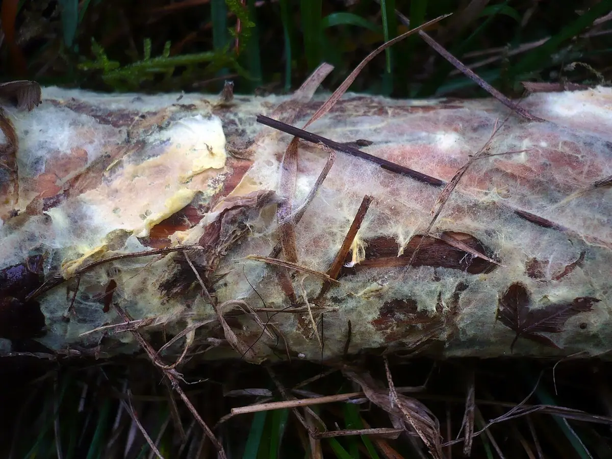 Skórobłonka czerwonawa (Amylocorticium subincarnatum) — zdjęcie 1 z 4
