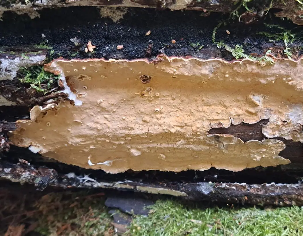 Skórówka wonna (Scytinostroma odoratum)