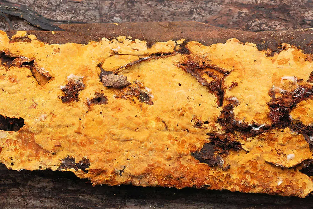 Skorupniczka żółtawa (Crustoderma dryinum) — zdjęcie 1 z 4