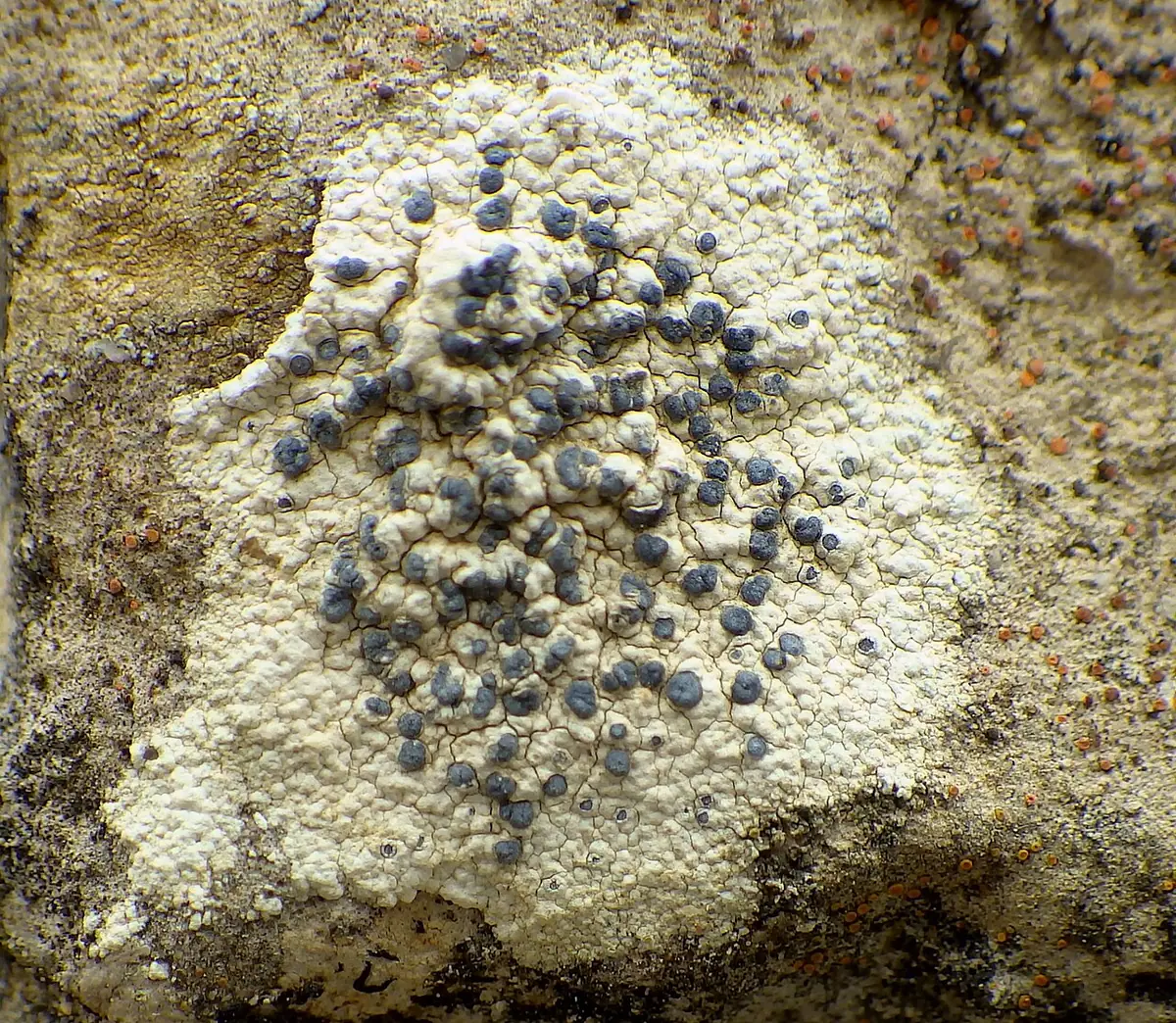 Skorupowiec pstry (Diplotomma alboatrum) — zdjęcie 1 z 4