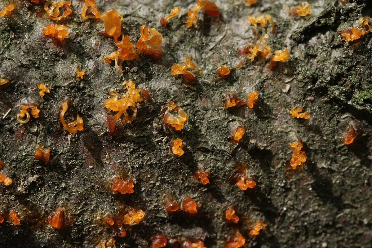 Skrętniczek bukowy (Eutypella quaternata)