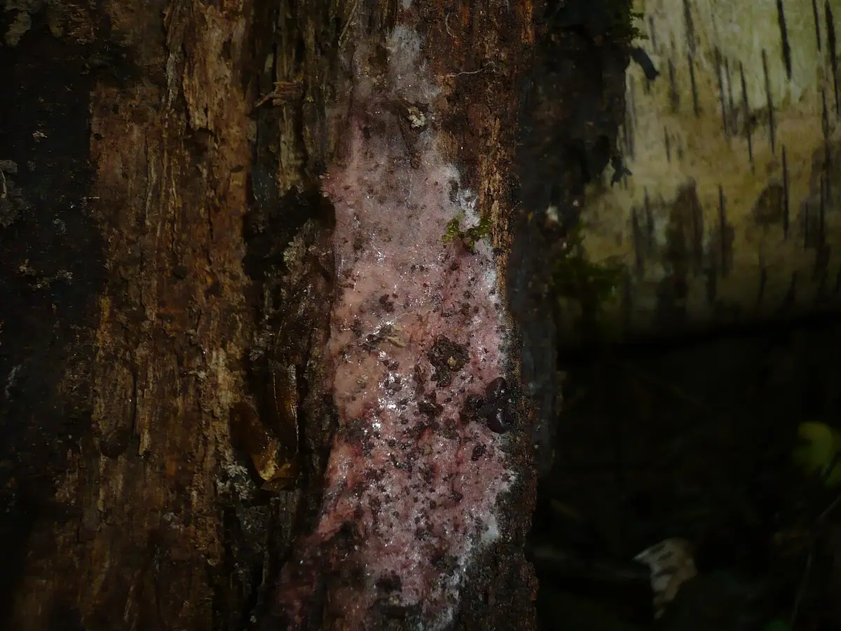 Skrętniczka purpurowa (Helicobasidium purpureum) — zdjęcie 1 z 4