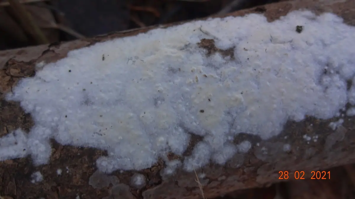 Skrętolepek mączysty (Helicogloea farinacea)