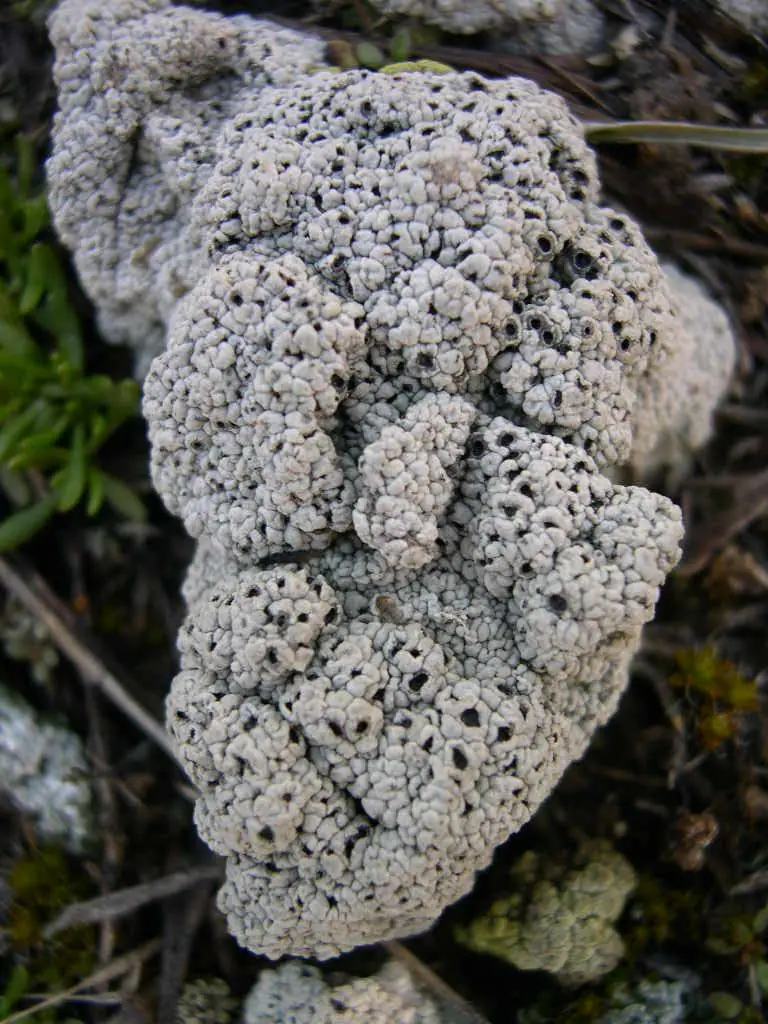 Słojecznica mchowa (Diploschistes muscorum) — zdjęcie 1 z 4