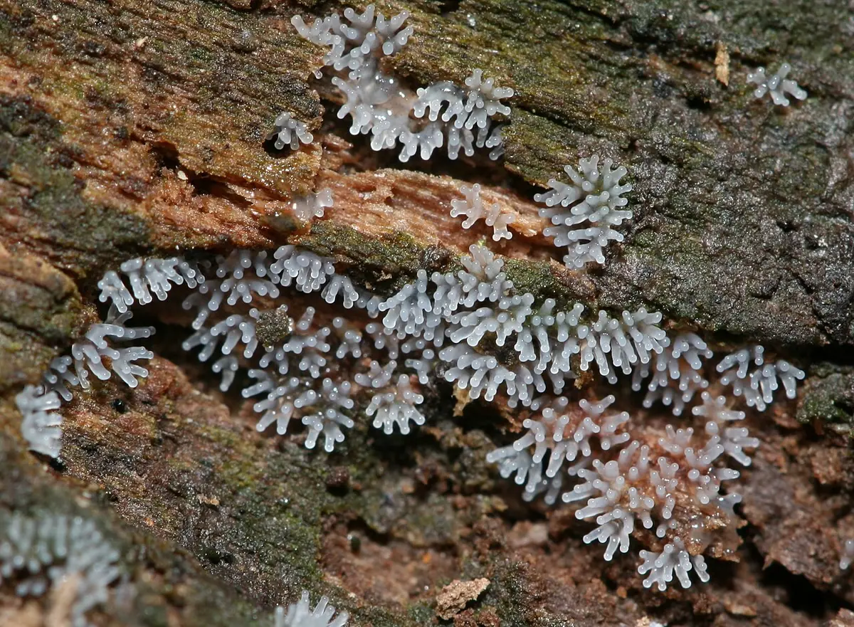 Śluzek krzaczkowaty (Ceratiomyxa fruticulosa) — zdjęcie 1 z 4