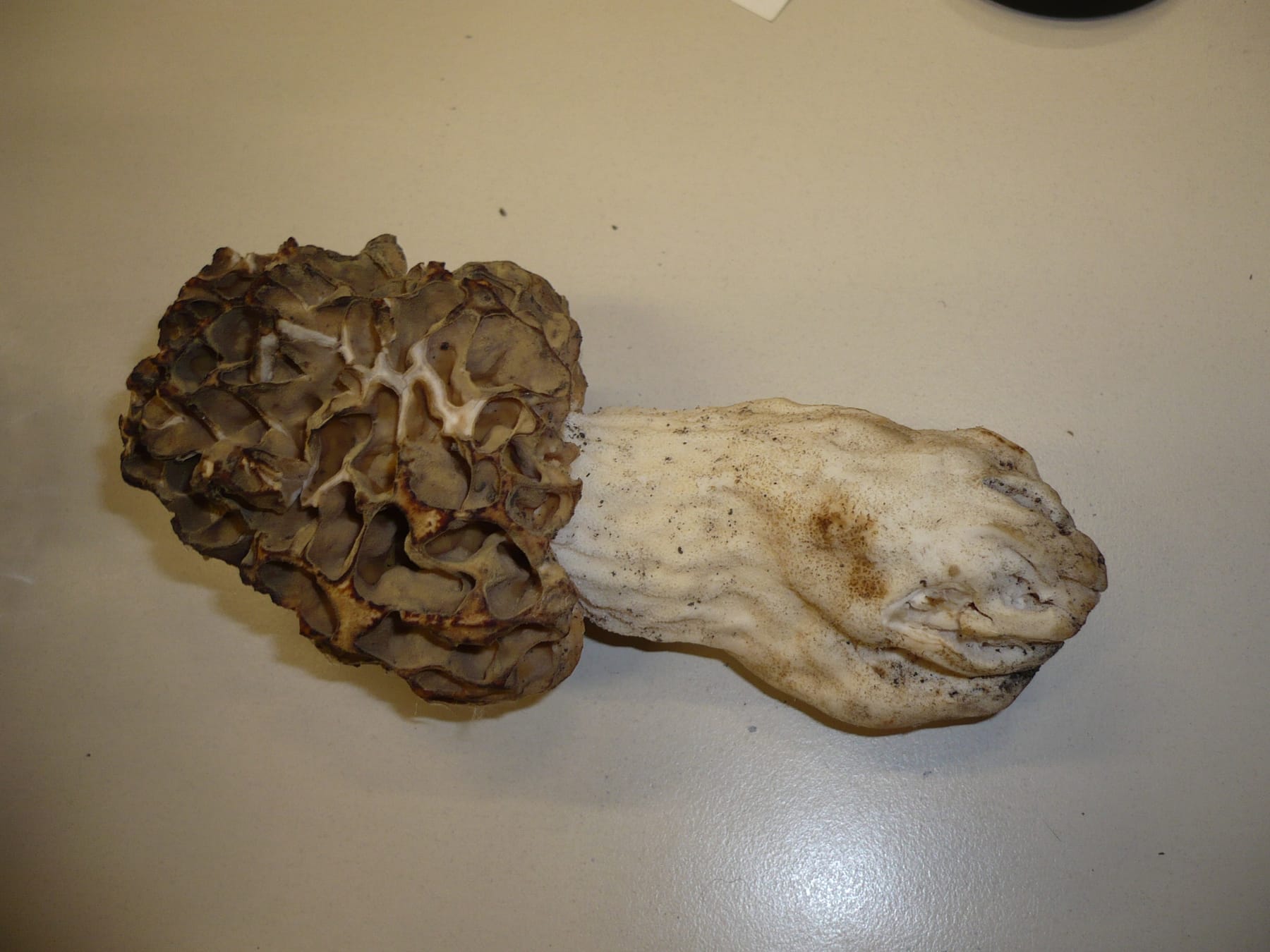 Smardz grubonogi (Morchella crassipes) — zdjęcie 1 z 3