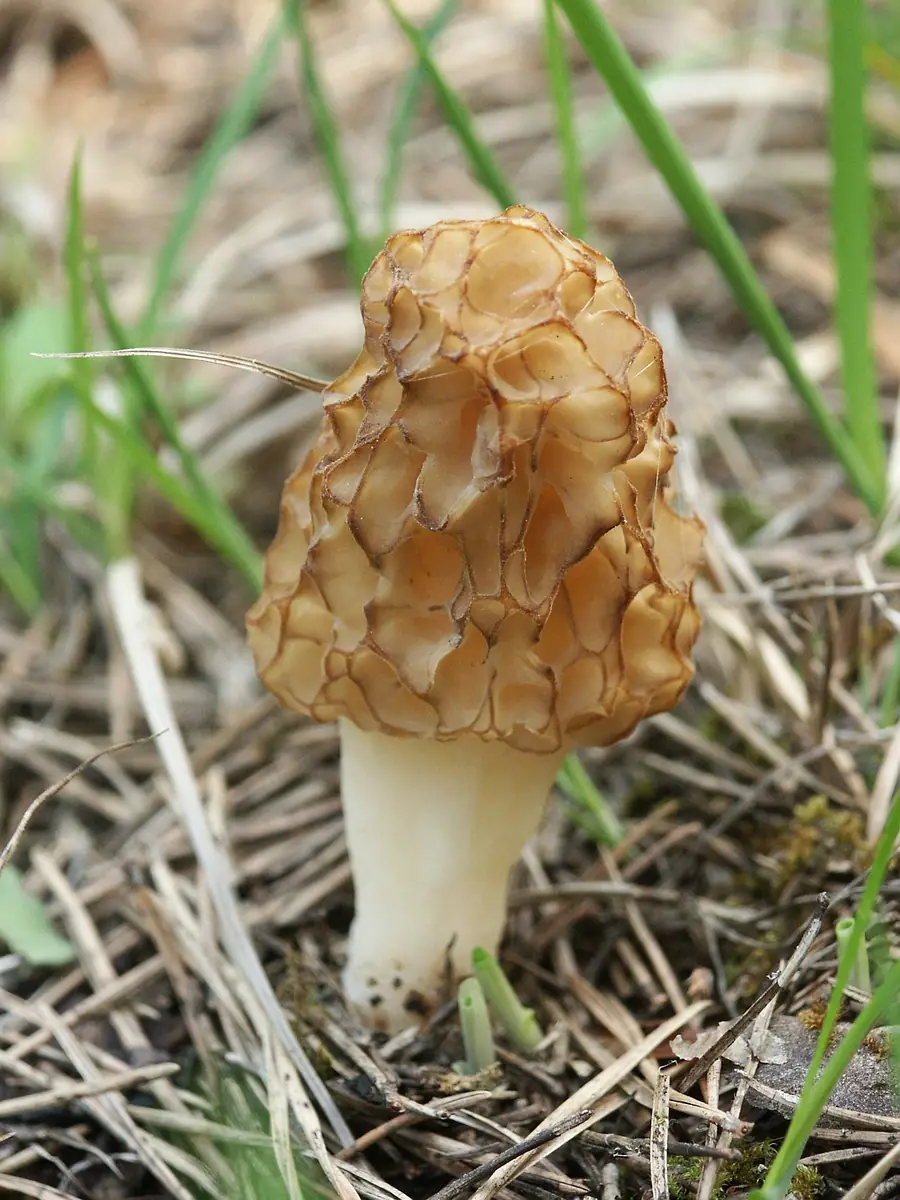 Smardz jadalny odmiana okrągła (Morchella esculenta var. rotunda) — zdjęcie 1 z 4