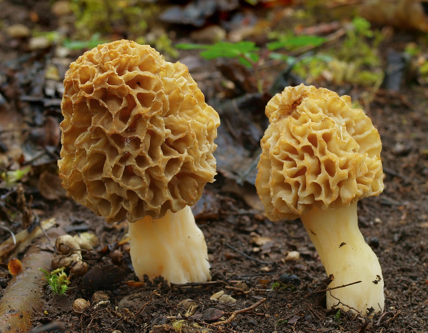 Smardz jadalny (Morchella esculenta) — zdjęcie 1 z 4