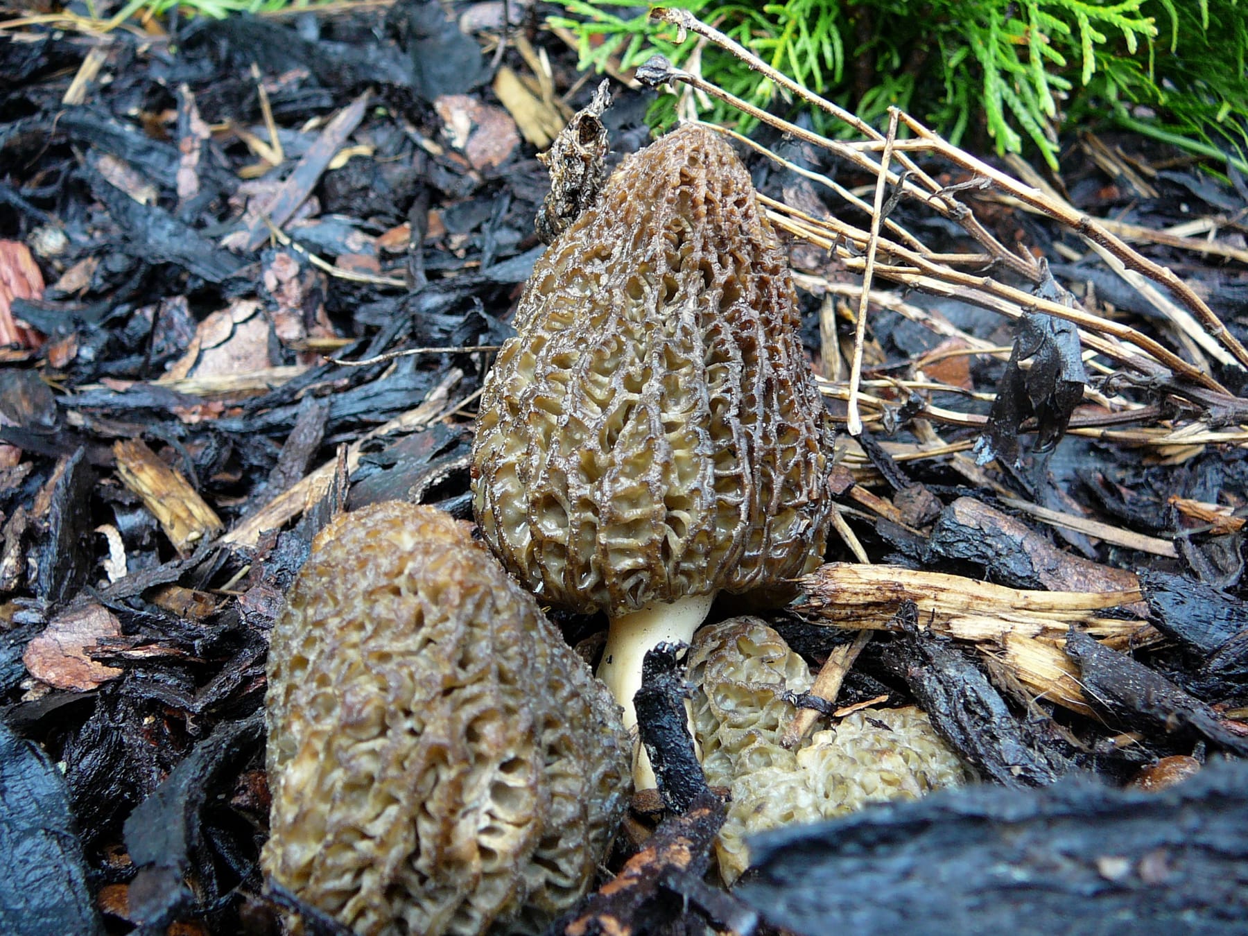 Smardz praski (Morchella pragensis)