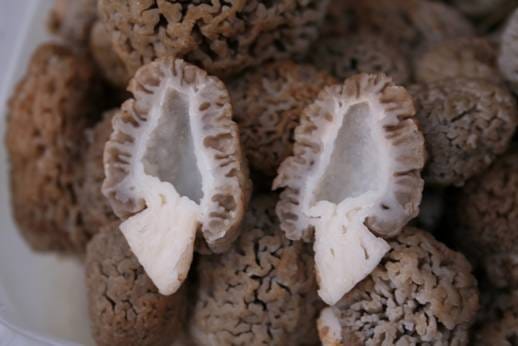 Smardz stepowy (Morchella steppicola) — zdjęcie 1 z 4
