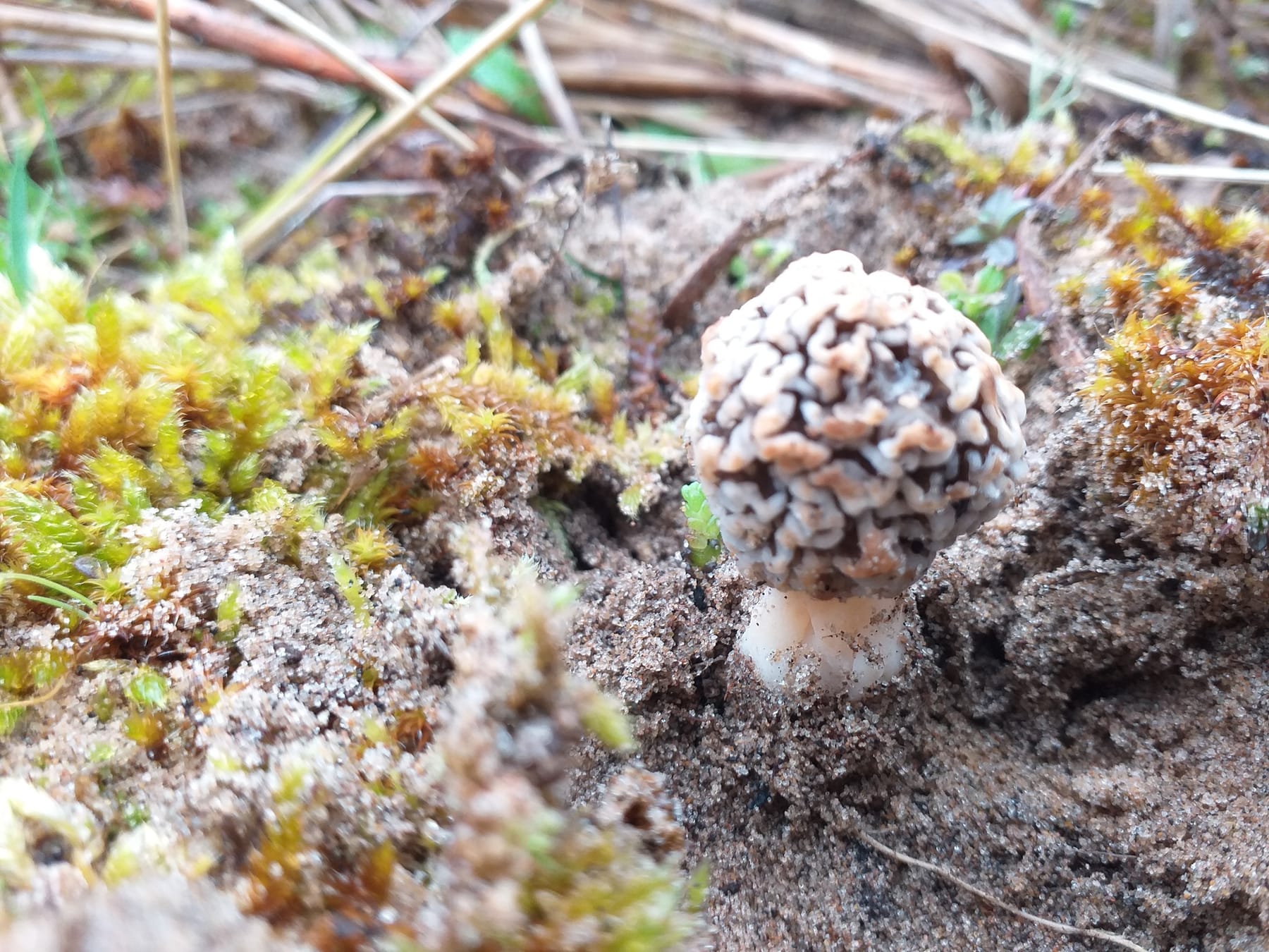 Smardz wydmowy (Morchella dunensis) — zdjęcie 1 z 4