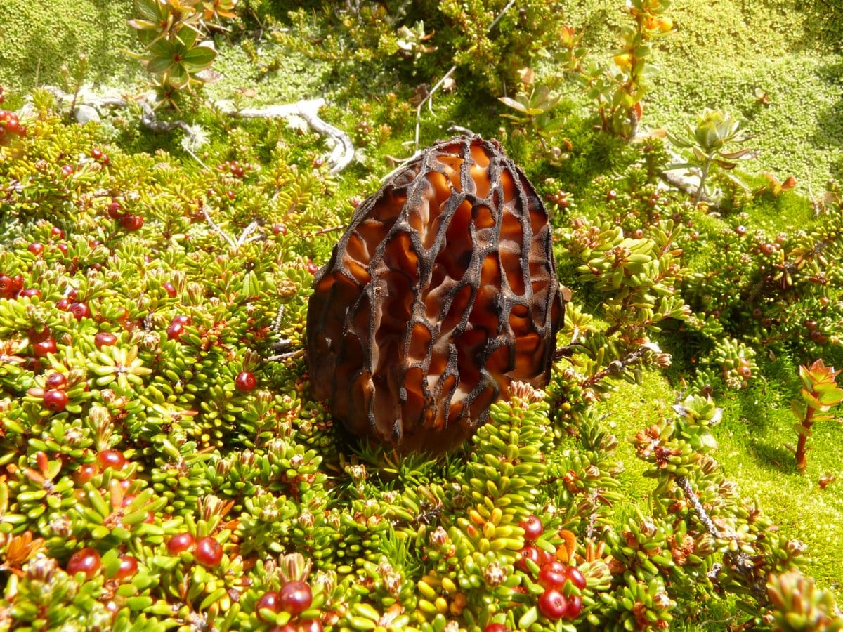 Smardz wyniosły (Morchella elata) — zdjęcie 1 z 4