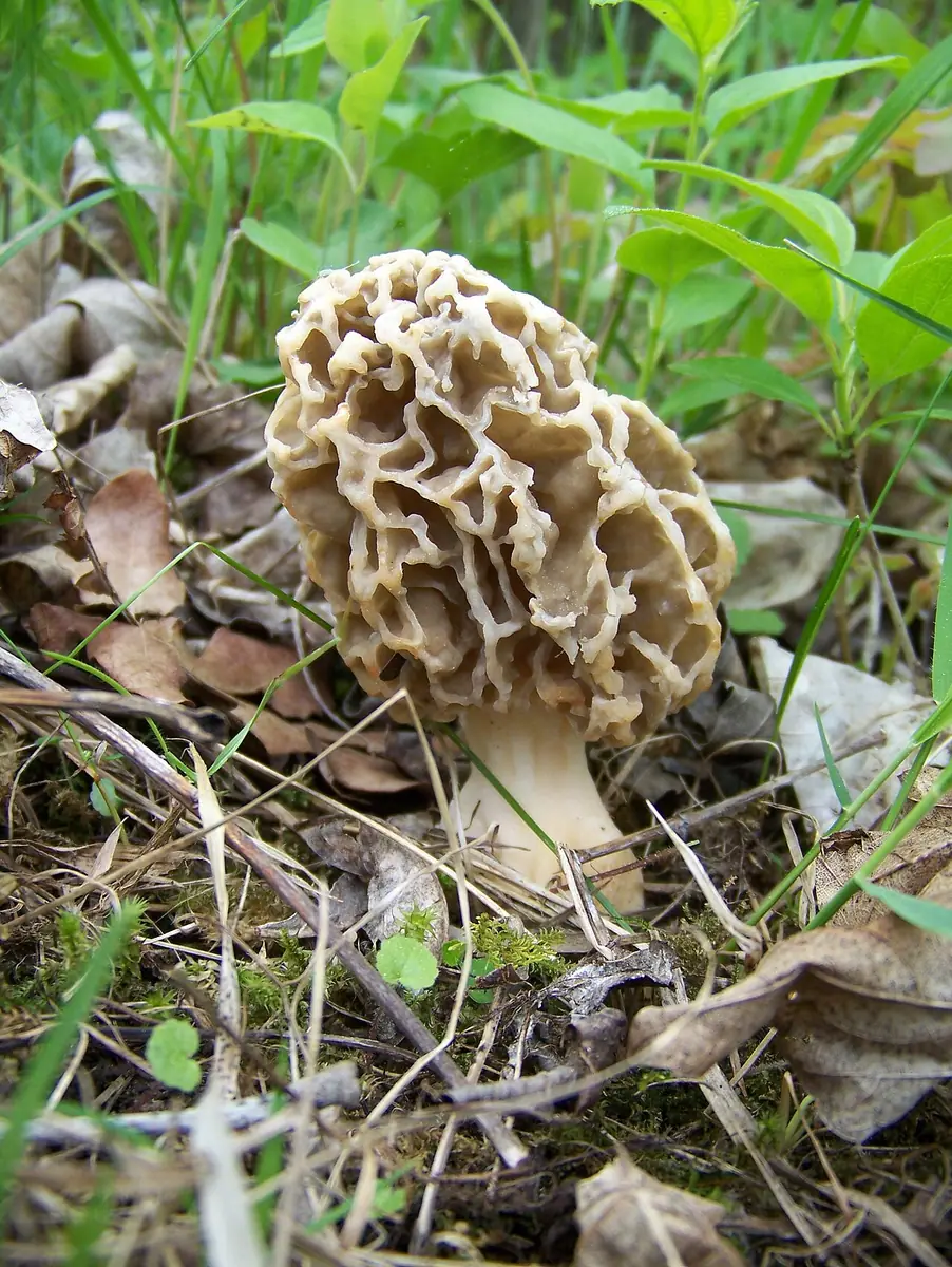 Smardz zwyczajny (Morchella vulgaris) — zdjęcie 1 z 4