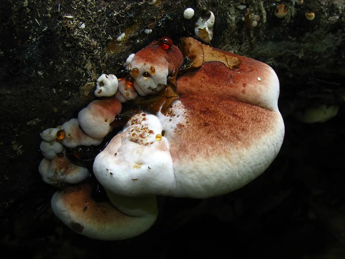 Smolucha bukowa (Ischnoderma resinosum)
