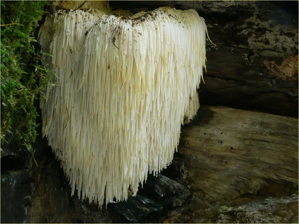 Soplówka jeżowata (Hericium erinaceus) — zdjęcie 1 z 4