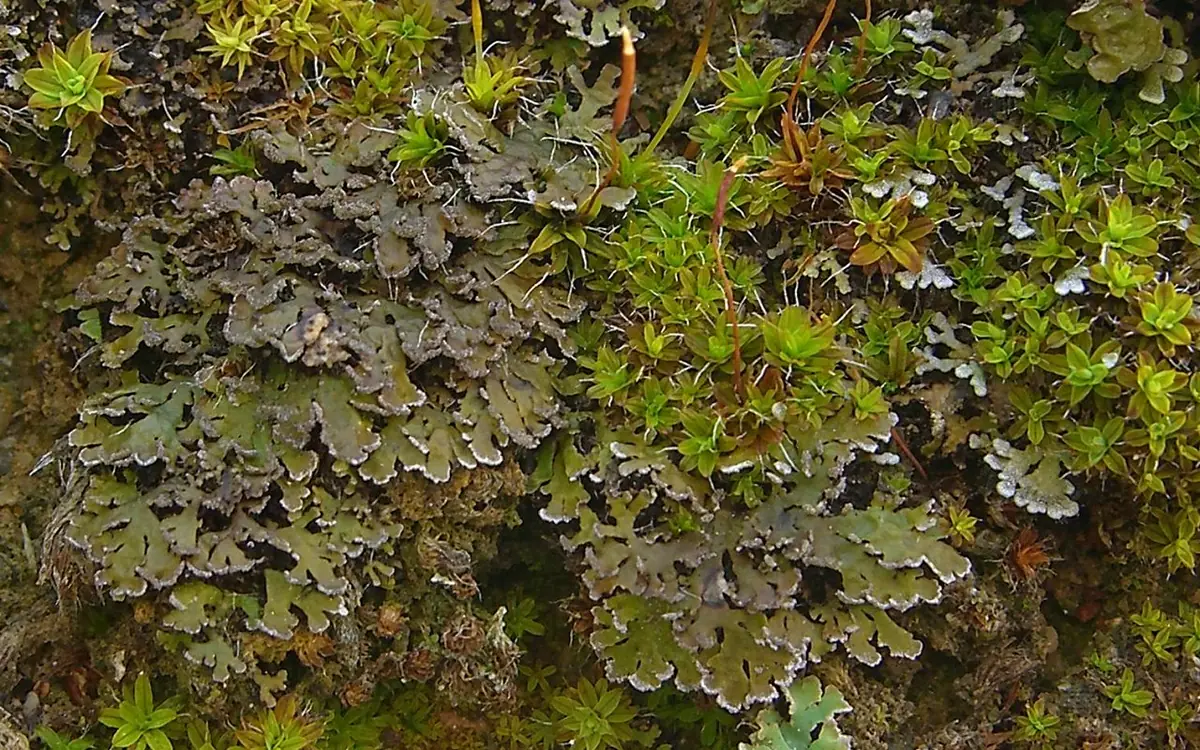 Soreniec dachówkowaty (Physconia perisidiosa) — zdjęcie 1 z 4