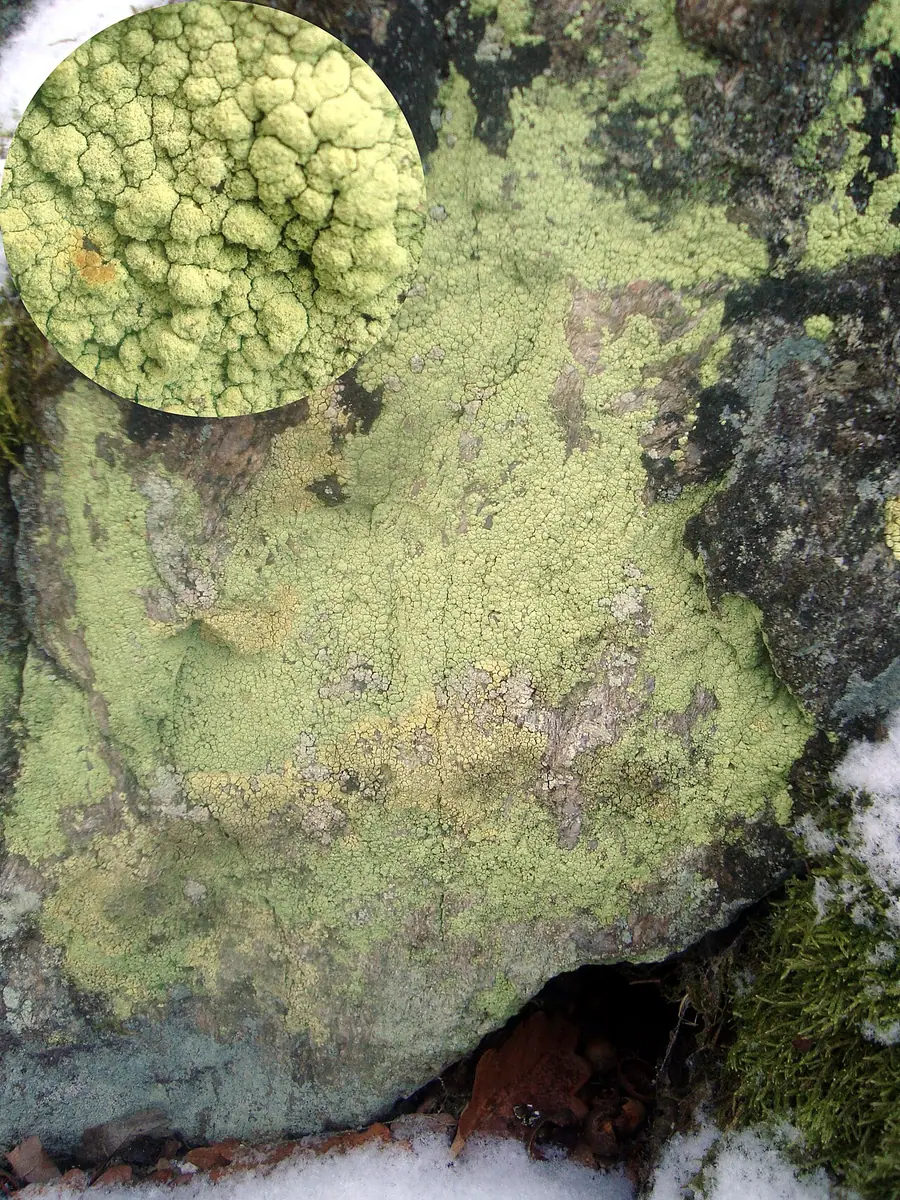 Sorenka jaskrawa (Psilolechia lucida) — zdjęcie 1 z 4