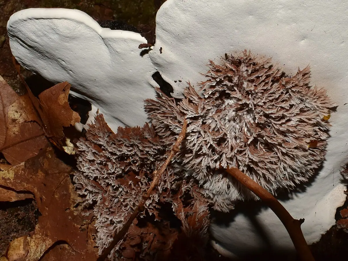 Sporophagomyces chrysostomus — zdjęcie 1 z 4