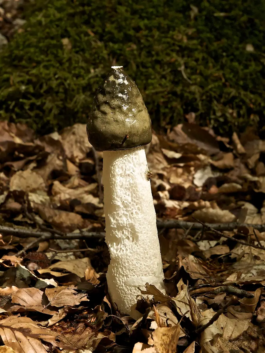 Sromotnik smrodliwy (Phallus impudicus)