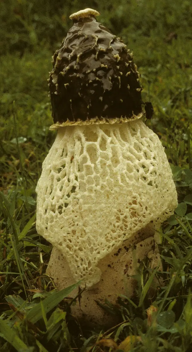 Sromotnik woalkowy (Phallus duplicatus) — zdjęcie 1 z 4