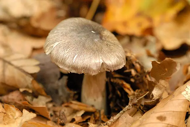 Strzępiak brunatny (Inocybe splendens) — zdjęcie 1 z 3