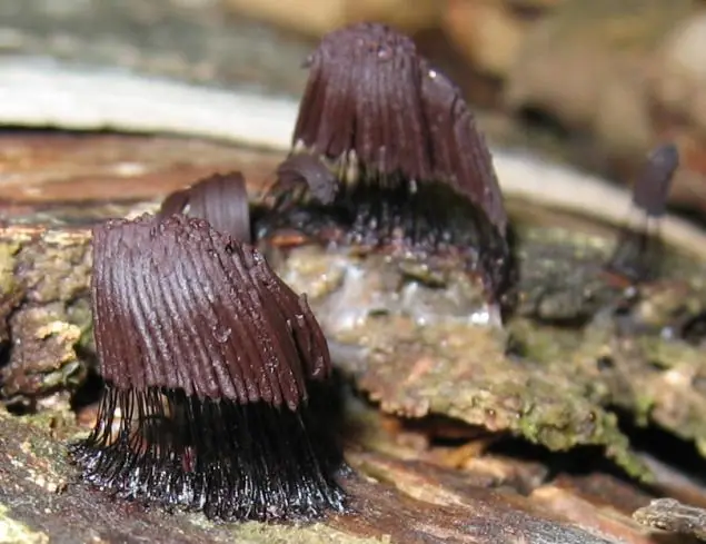 Stemonitis spp. — zdjęcie 1 z 4
