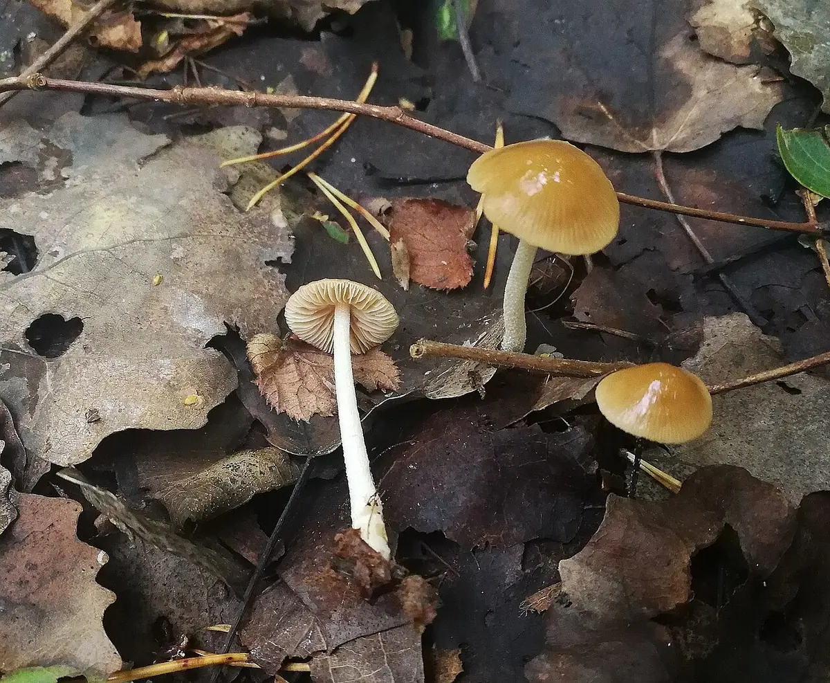 Stożkówka brązowawa (Conocybe brunnea) — zdjęcie 1 z 2