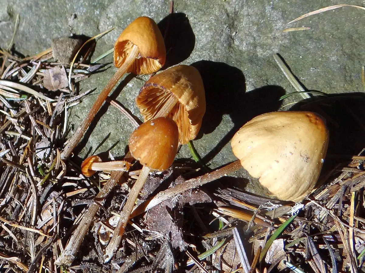 Stożkówka czerwcowa (Conocybe juniana)