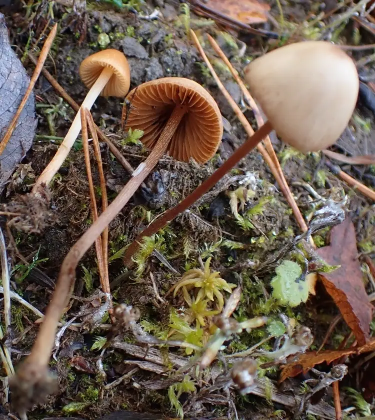 Stożkówka drobnoowłosiona (Conocybe subpubescens) — zdjęcie 1 z 2