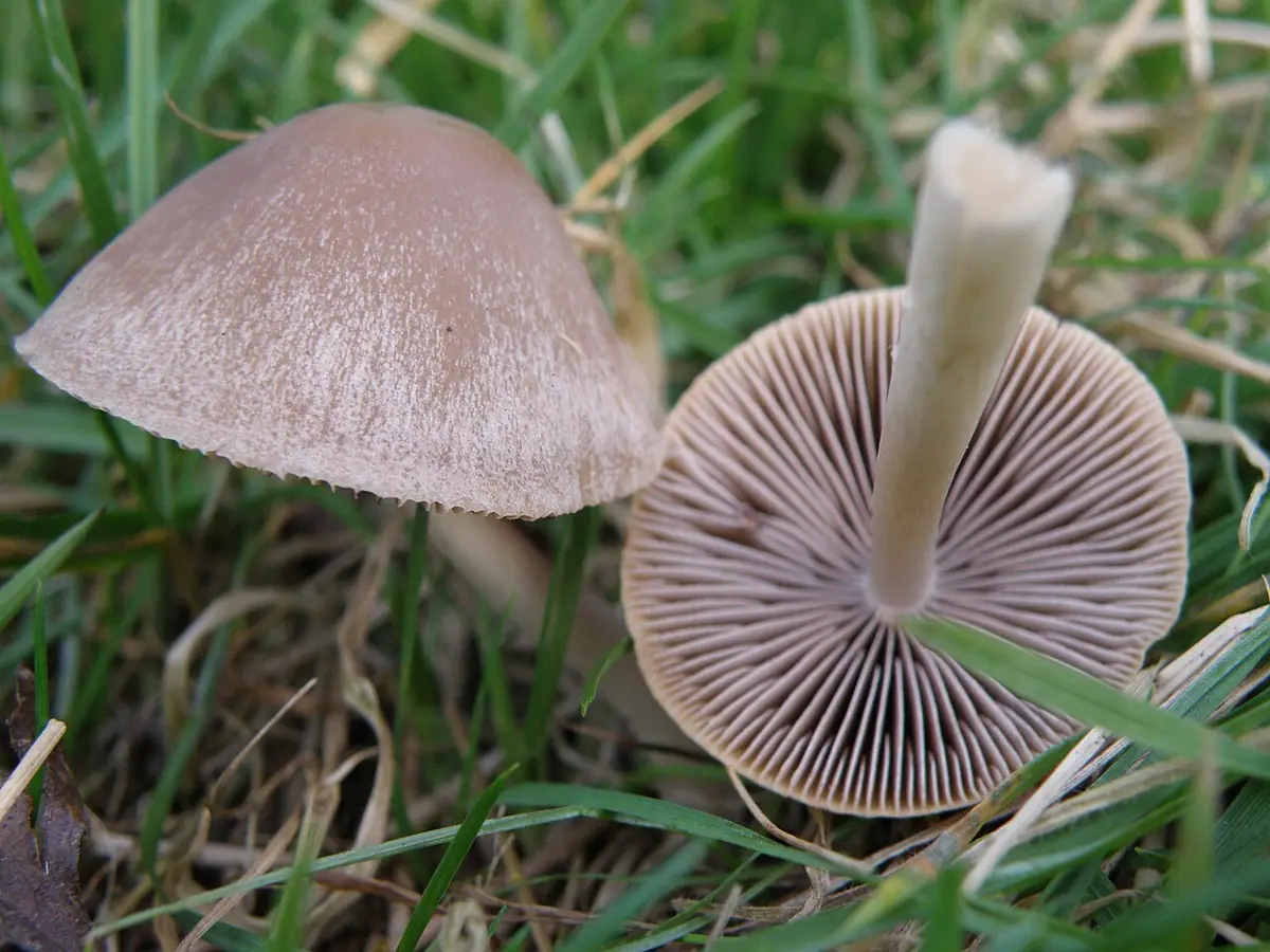 Stożkówka gnojowa (Conocybe rickenii) — zdjęcie 1 z 4