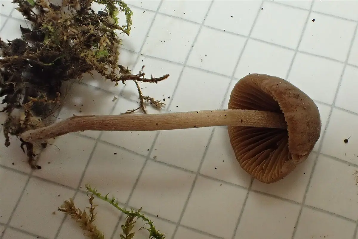 Stożkówka jasnozarodnikowa (Conocybe pallidospora)