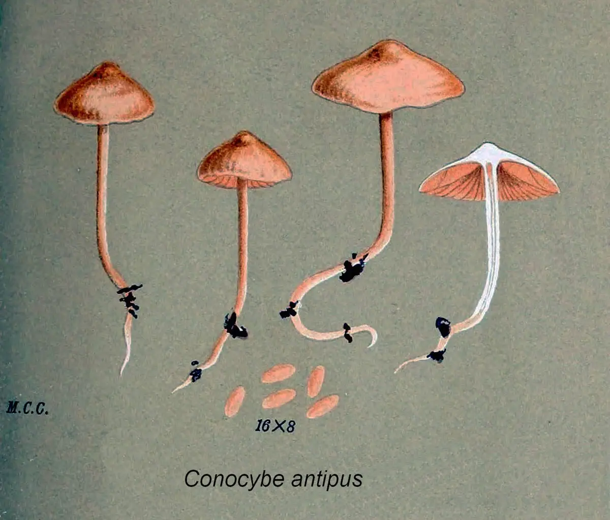 Stożkówka korzeniasta (Conocybe antipus)
