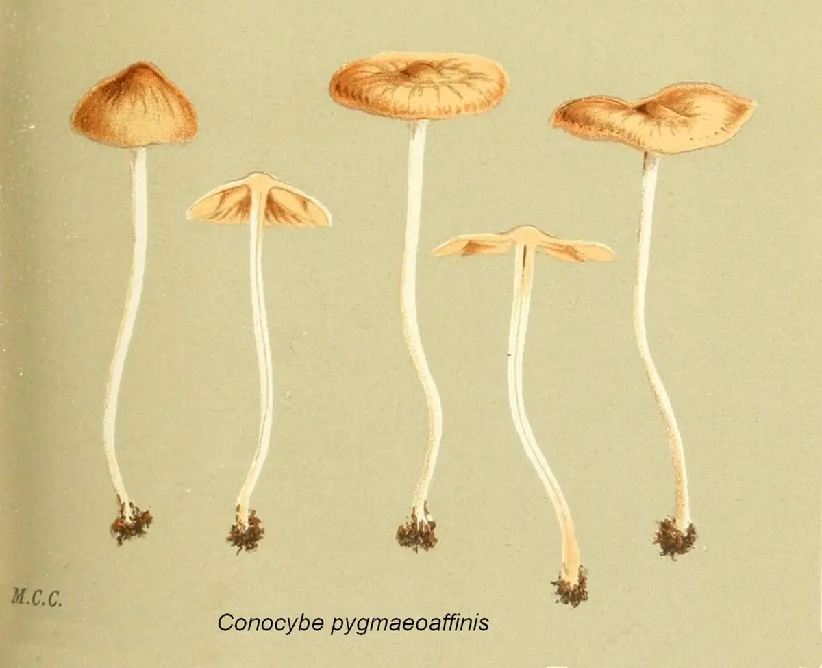 Stożkówka kremowoochrowa (Conocybe pygmaeoaffinis)