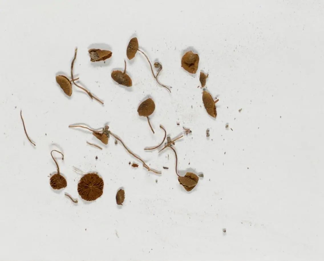 Stożkówka mięsnoczerwona (Conocybe fragilis)