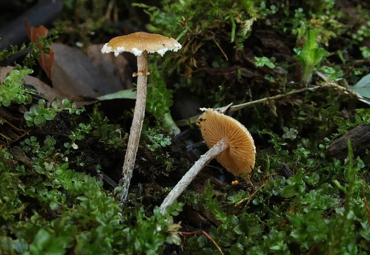 Stożkówka migdałowatotrzonowa (Conocybe vestita) — zdjęcie 1 z 2