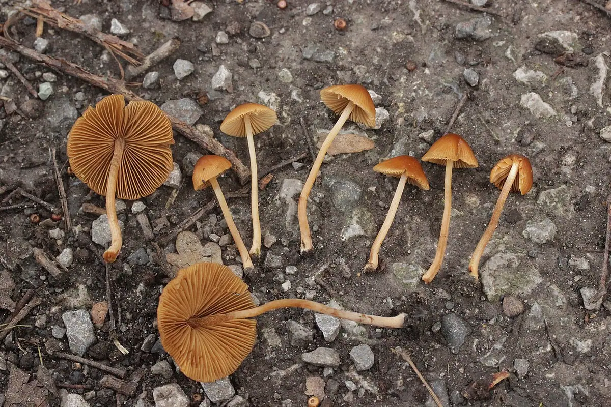 Stożkówka ochrowordzawa (Conocybe mesospora) — zdjęcie 1 z 2