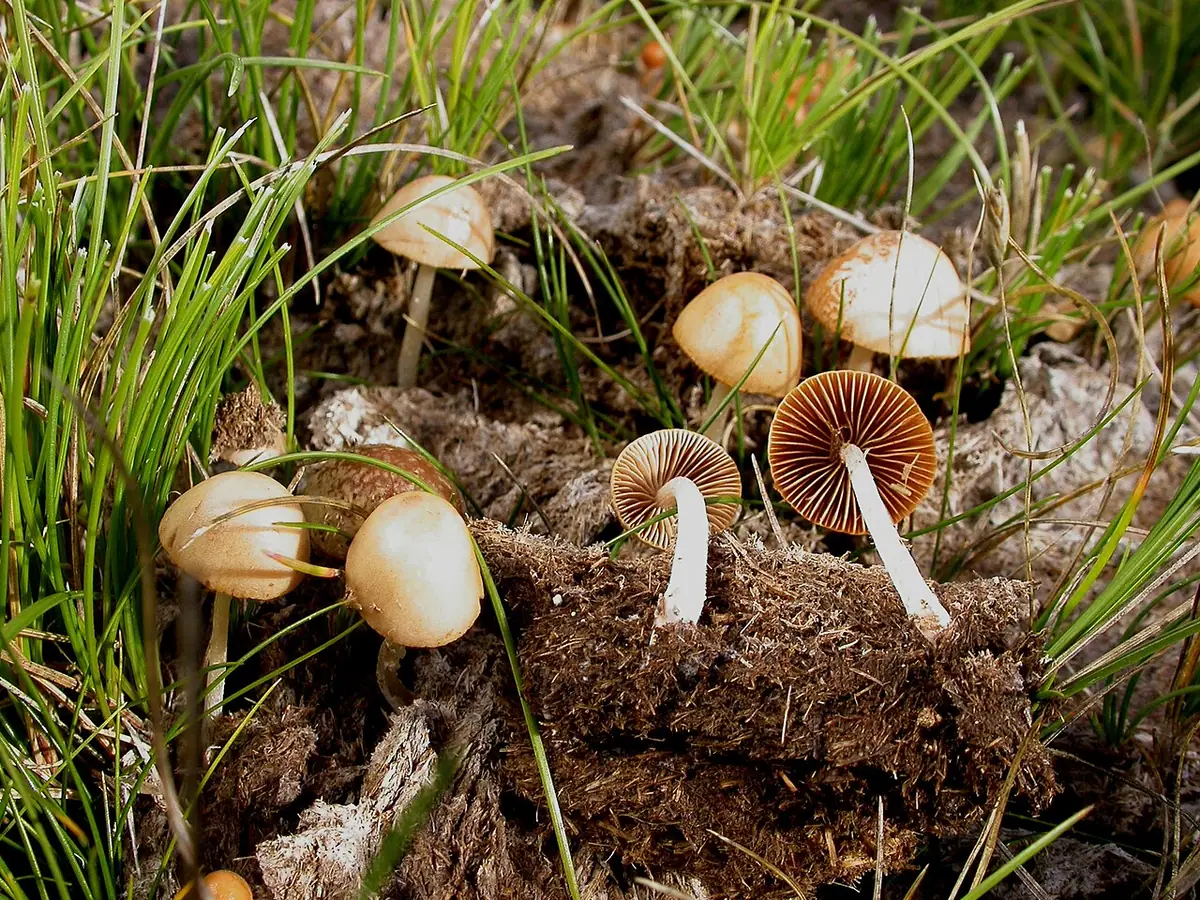 Stożkówka odchodowa (Conocybe coprophila) — zdjęcie 1 z 4
