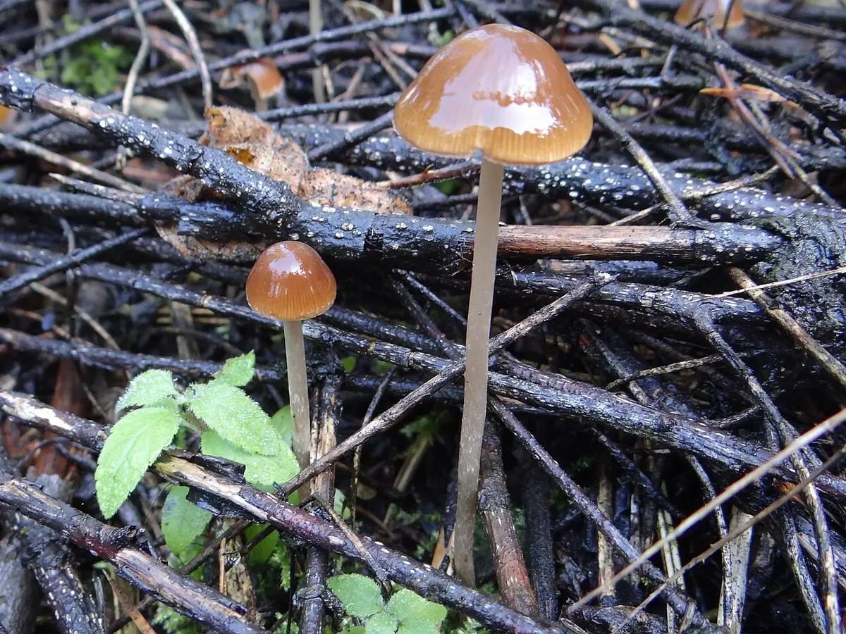 Stożkówka omączonotrzonowa (Conocybe rickeniana) — zdjęcie 1 z 3