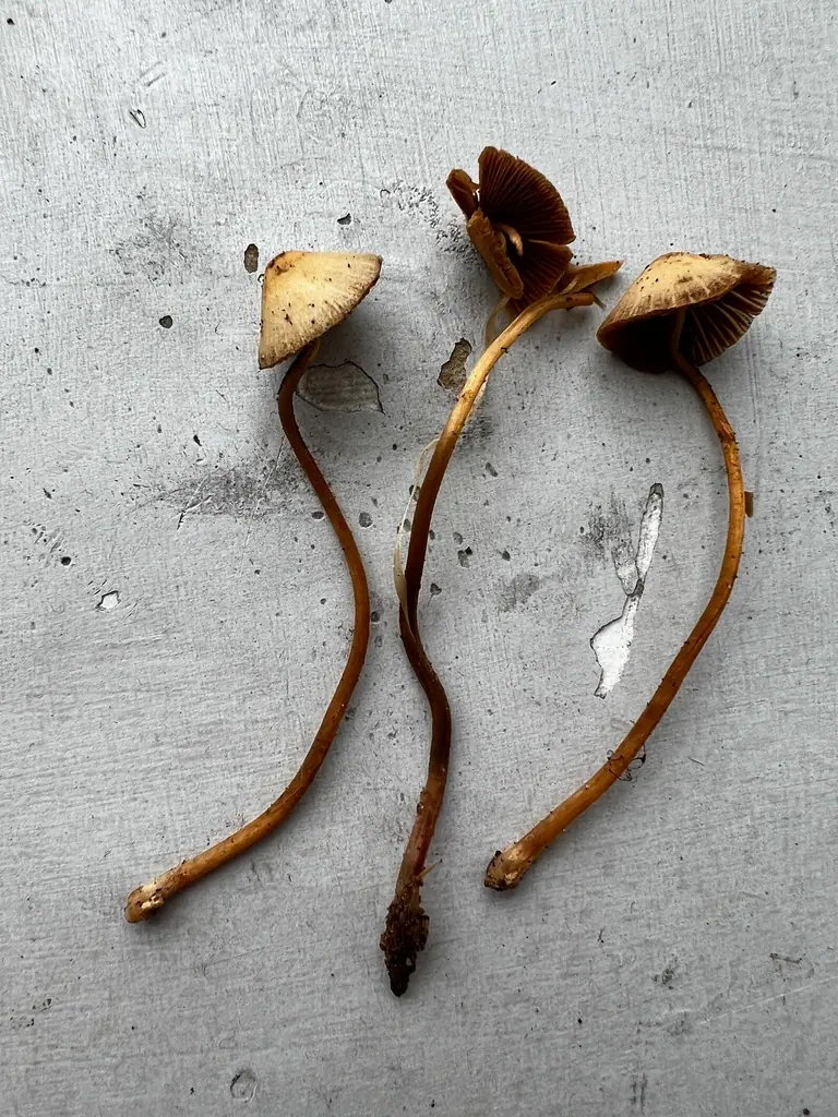 Stożkówka półkulista (Conocybe semiglobata)