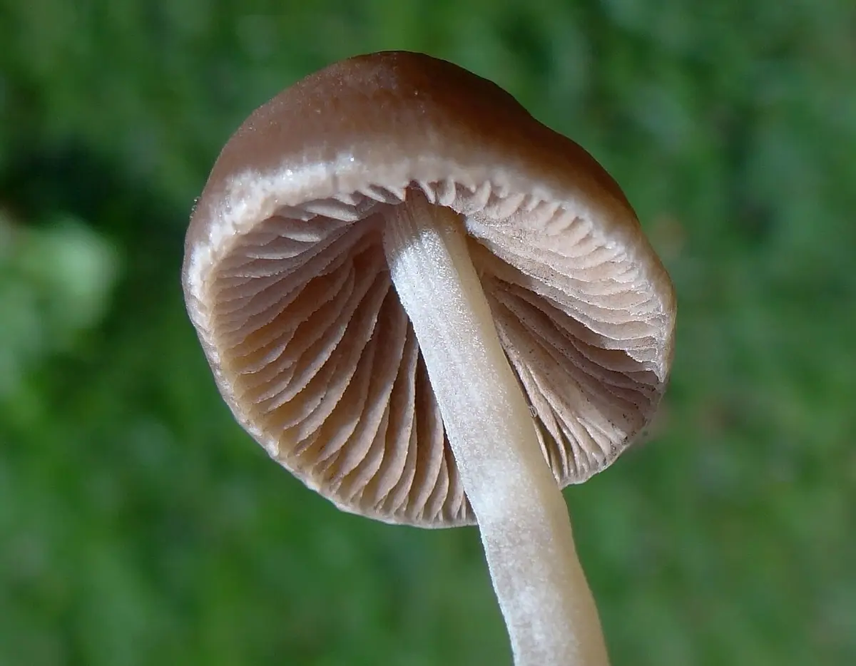 Stożkówka prążkowanotrzonowa (Conocybe striaepes)