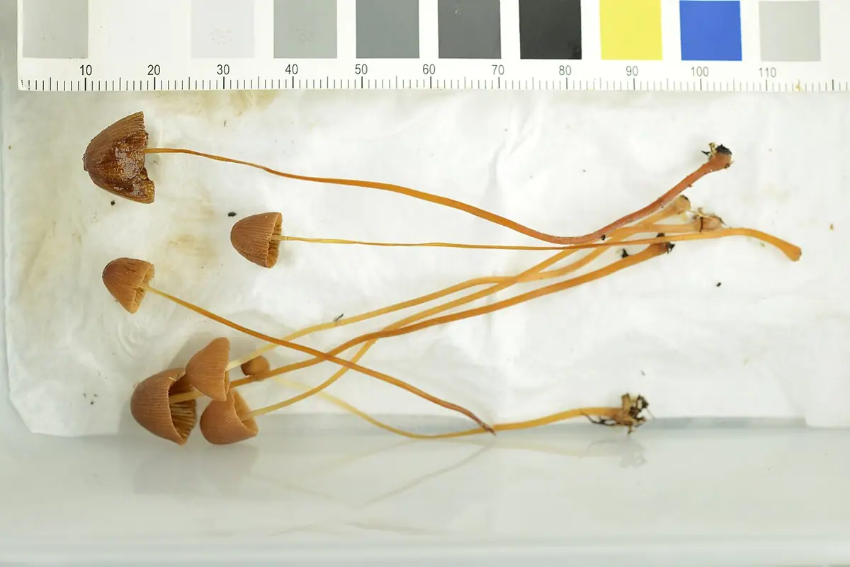 Stożkówka soczewkozarodnikowa (Conocybe lenticulospora)