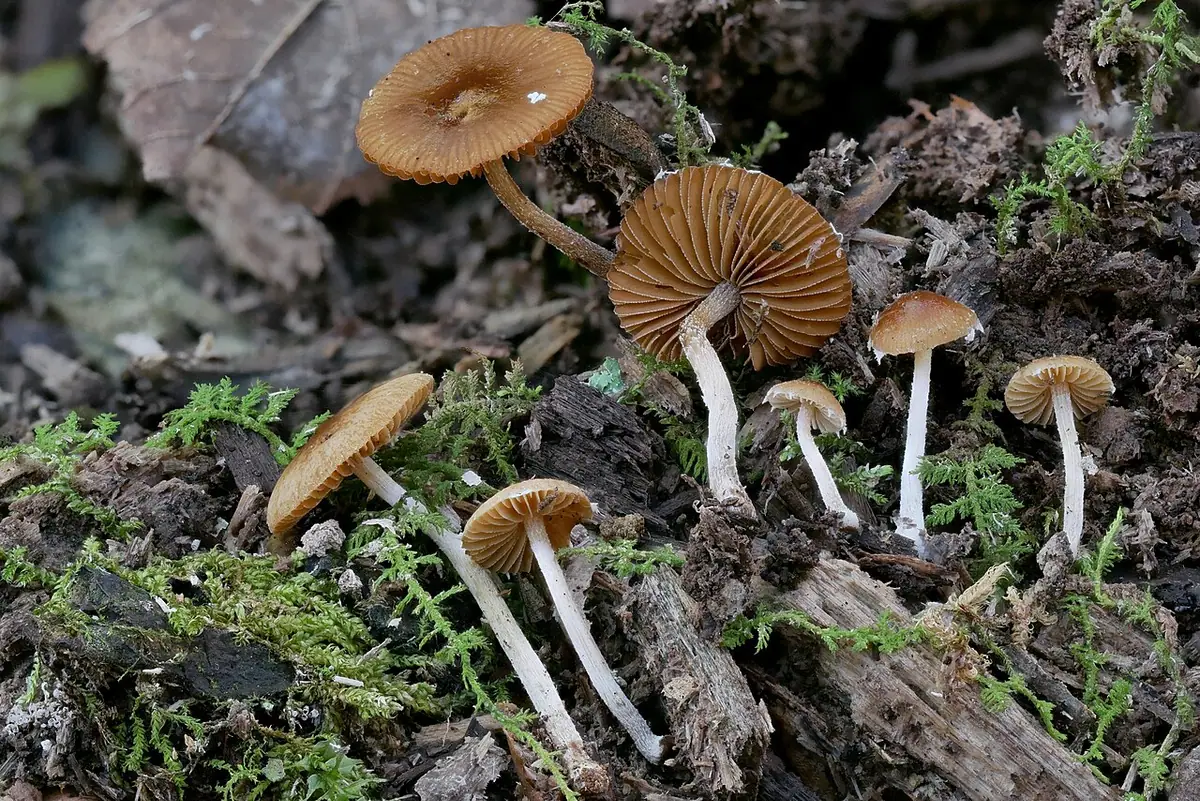 Stożkówka średnia (Conocybe intermedia) — zdjęcie 1 z 2
