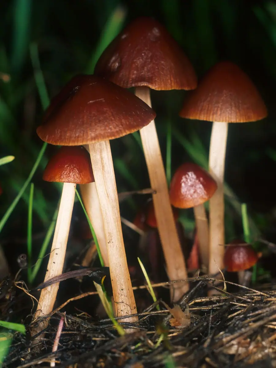 Stożkówka tenera (Conocybe tenera) — zdjęcie 1 z 4