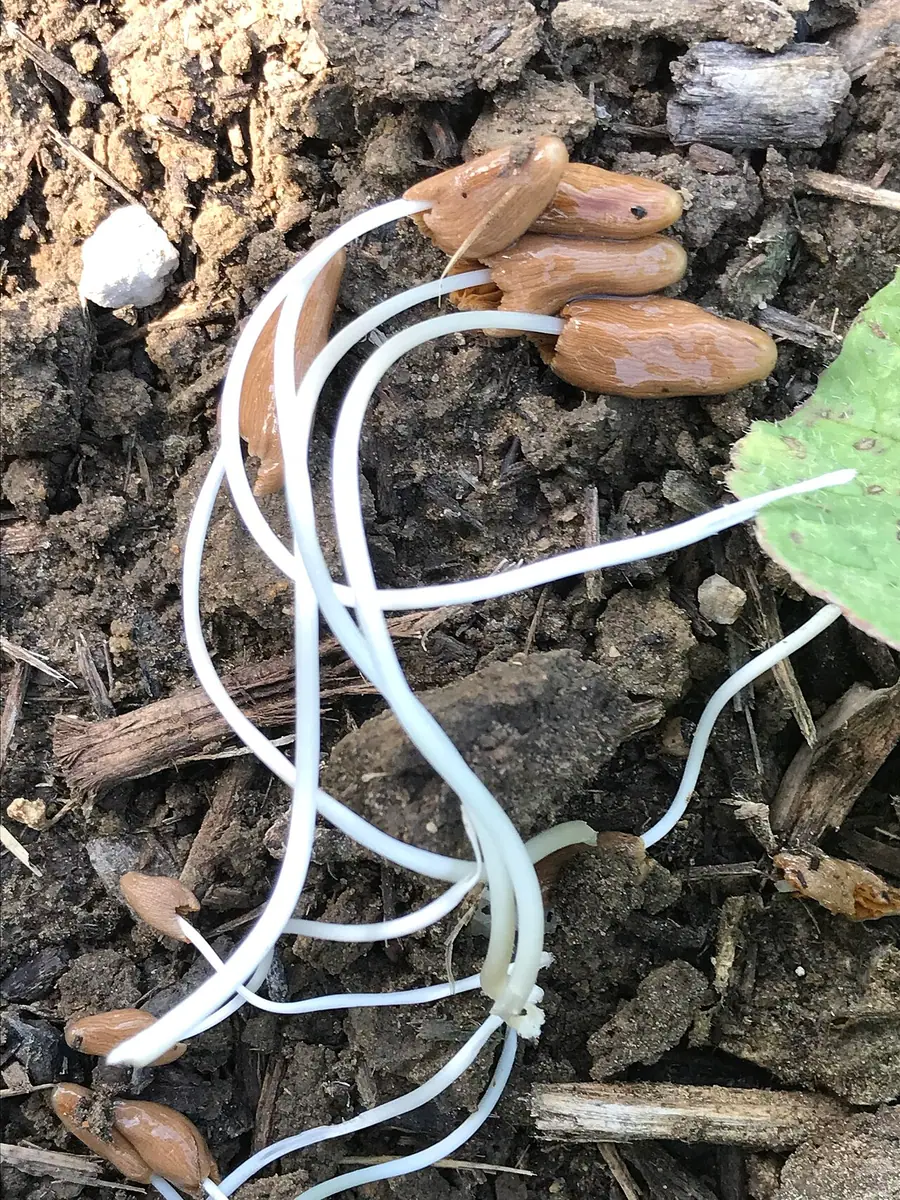Stożkówka upadająca (Conocybe deliquescens) — zdjęcie 1 z 4