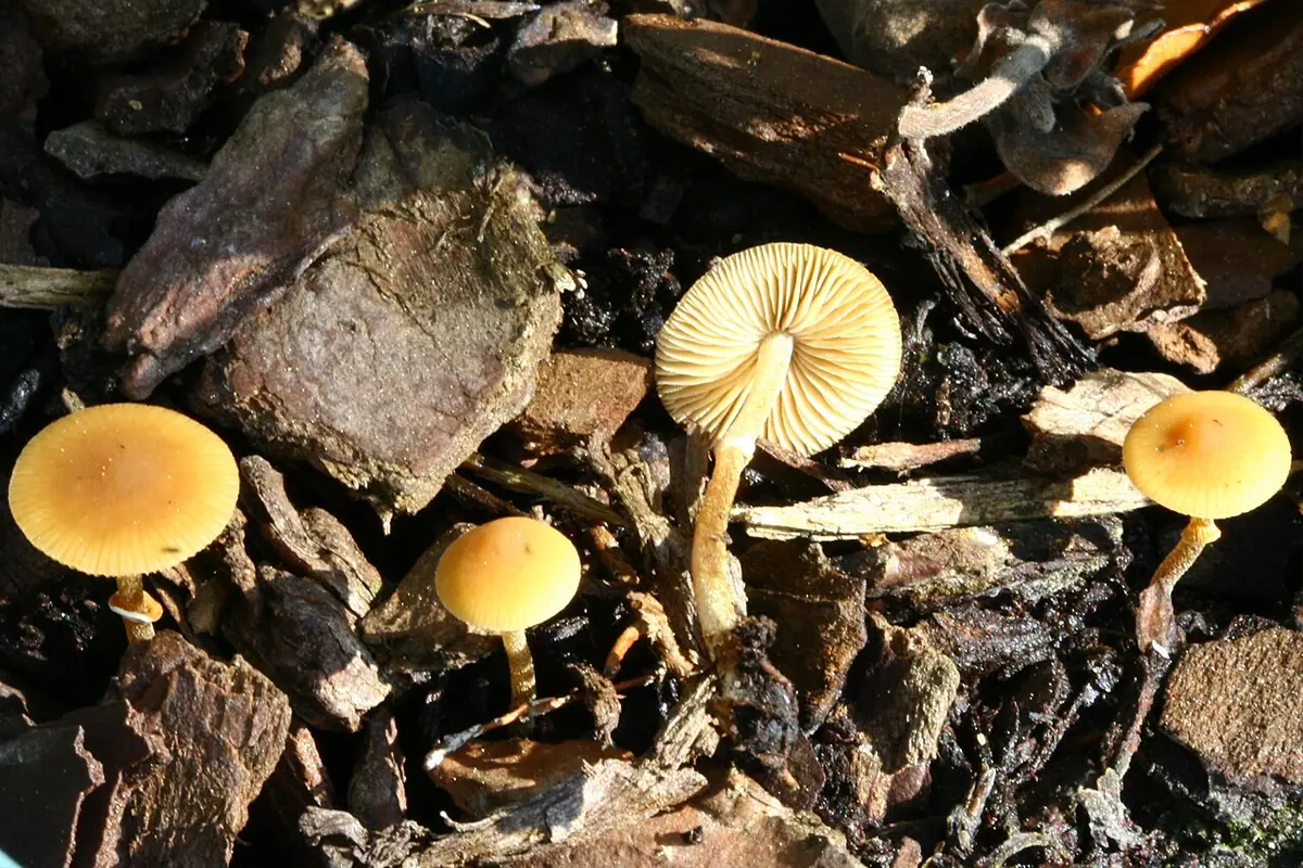 Stożkówka wąskorozwierkowa (Conocybe arrhenii) — zdjęcie 1 z 3